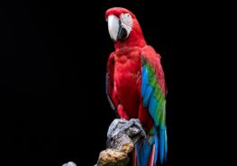 Разноцветные попугаи Ара