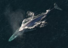 «Шумные» синие киты