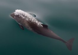 Морская свинья — родственник дельфинов