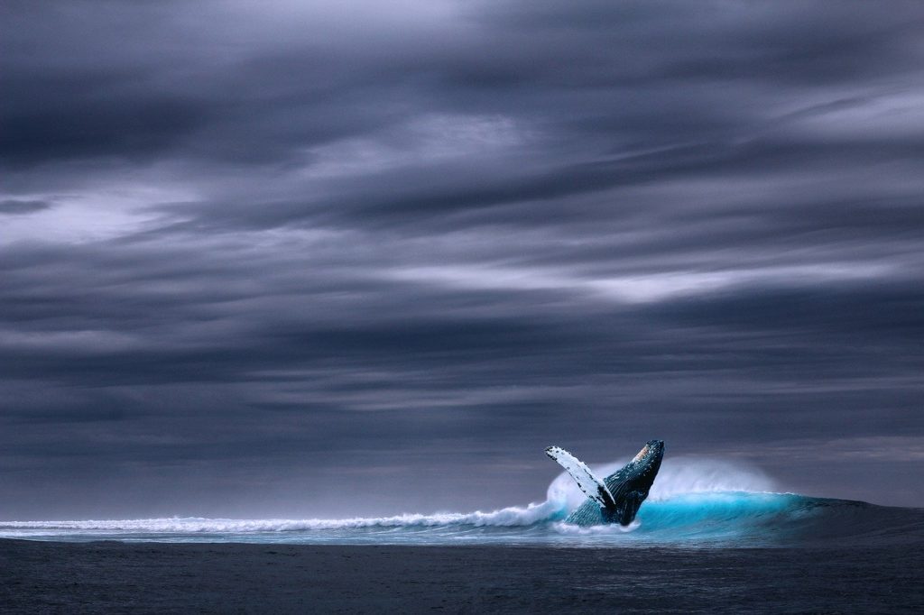 Голубой (синий) кит в море