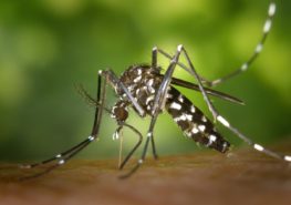 Комары — переносчики инфекций