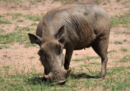 Бородавочник — африканская свинья