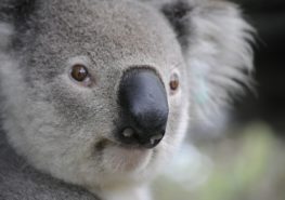 Коала — животное Австралии