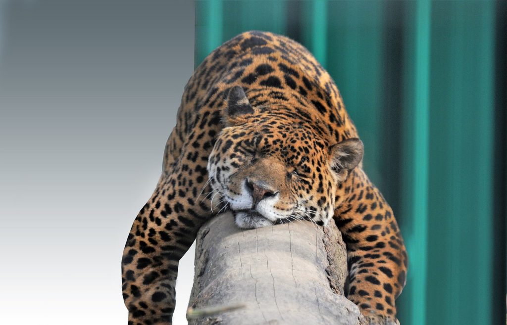 Ягуар спит